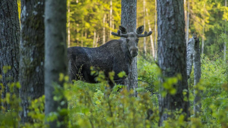 Lenke til artikkel: Vi søker etter godkjent mottak for fallvilt i Tynset og Alvdal kommuner