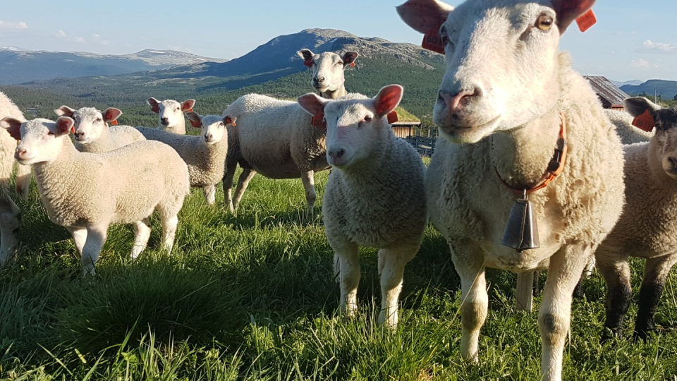 Lenke til artikkel: Det blir beiteslipp i Alvdal 24. mai